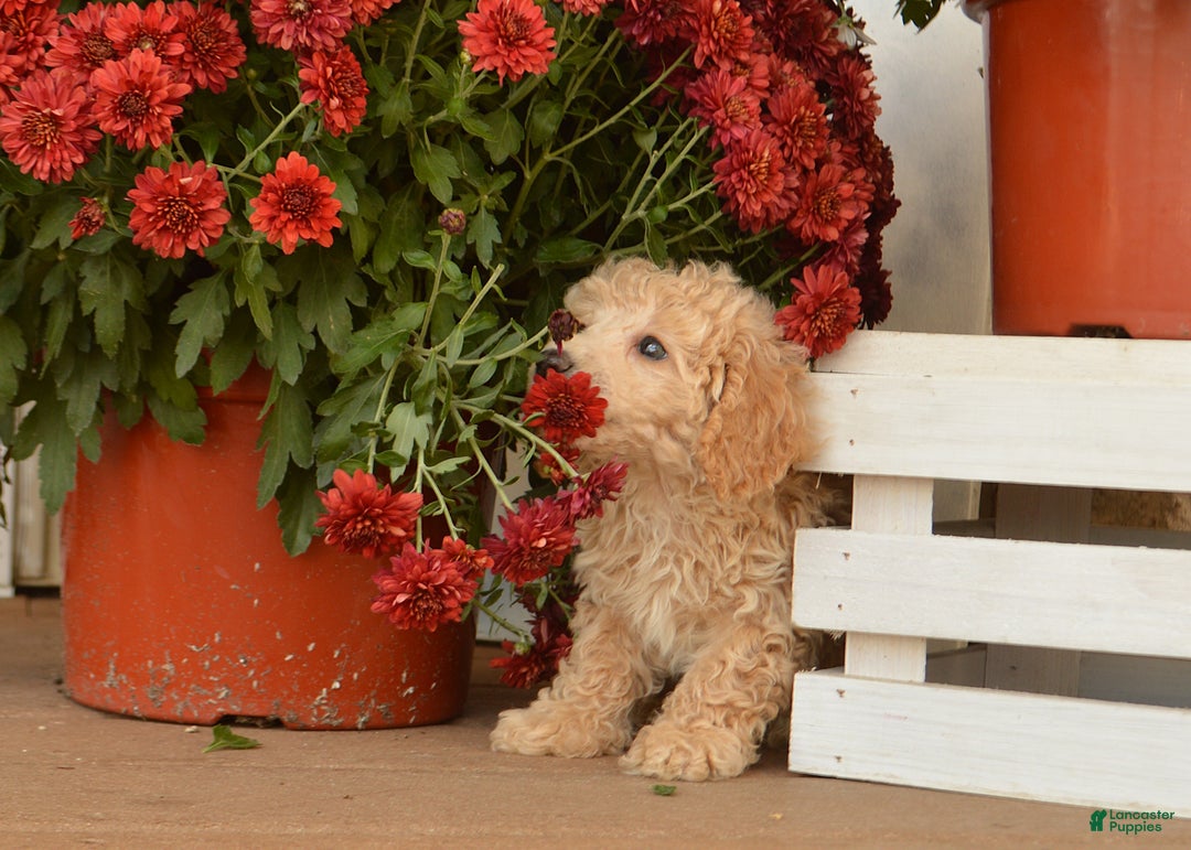 Toy Poodle dogs for sale: Teddy - Ad 3