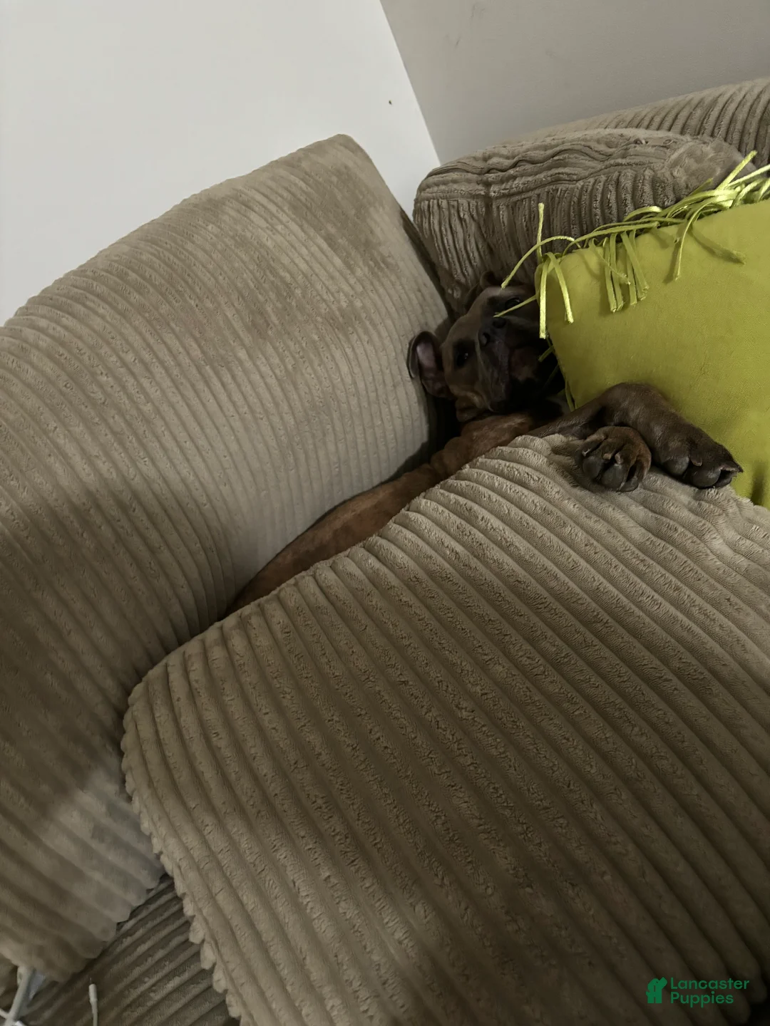 Gallery Image {{count}}