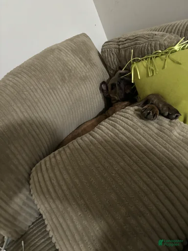 Gallery Image {{count}}