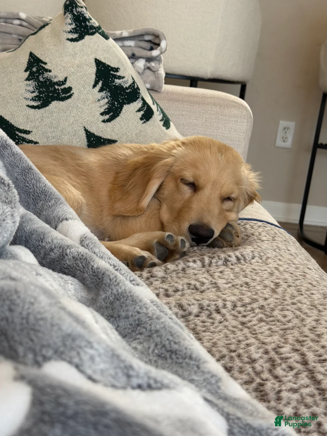 Golden Retriever dogs for sale: Golden Retriever Puppy 1 - Ad 6