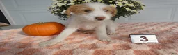 Mixed Breed dogs for sale: Mixed Breed 3 Macy - Ad 5
