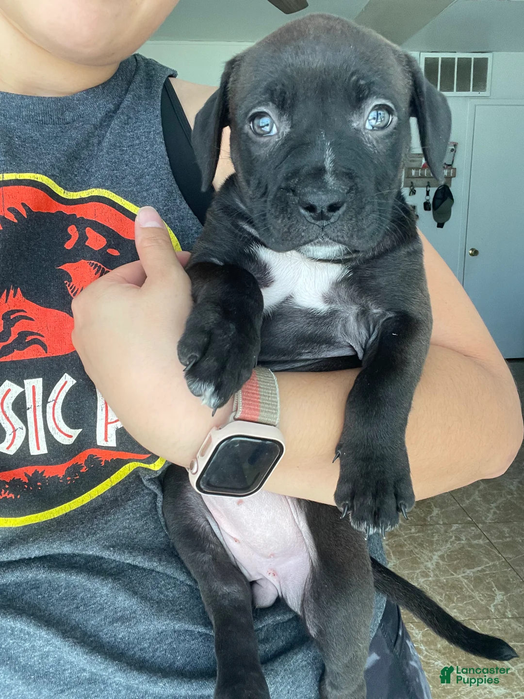 American Bully dogs for sale: American Bully 3 - Ad 2