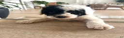Mixed Breed dogs for sale: Ranger - Ad 6