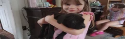 American Bully dogs for sale: Victoria Anthony - Ad 1