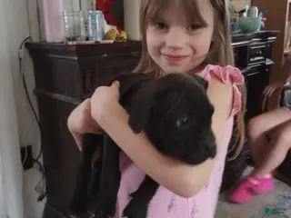 American Bully dogs Victoria Anthony - Ad 18