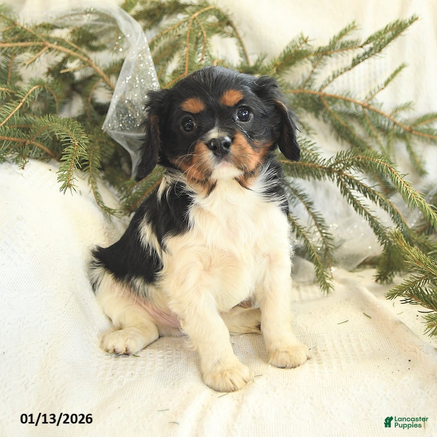 Cavalier King Charles Spaniel dogs Tylo - Ad 27