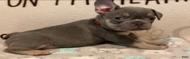 French Bulldog Puppy 1