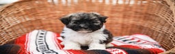 Havanese dogs for sale: Maggie AKC - Ad 8