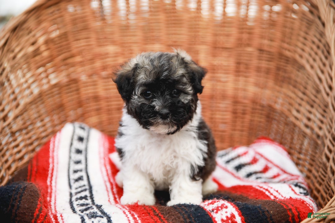 Havanese dogs for sale: Maggie AKC - Ad 8