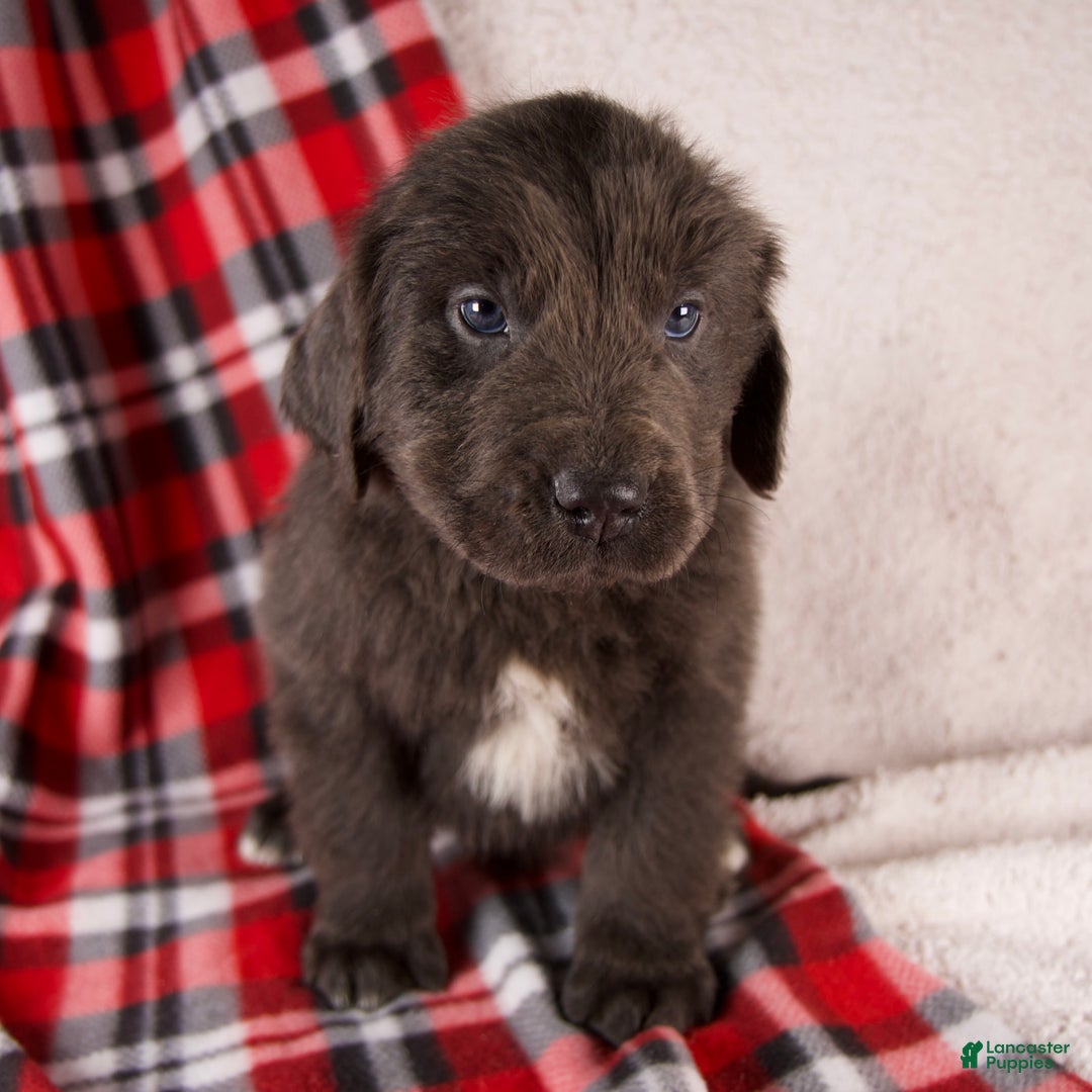 Newfoundland dogs for sale: Flash - Ad 6