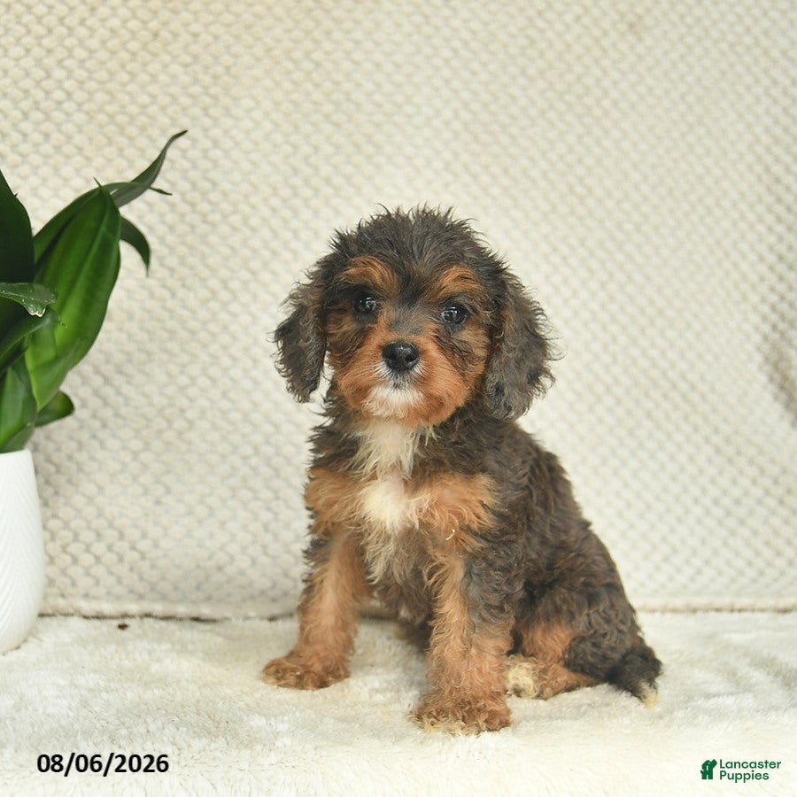 Cavapoo dogs for sale: Rose  - Ad 2