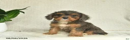 Cavapoo dogs for sale: Rose  - Ad 1
