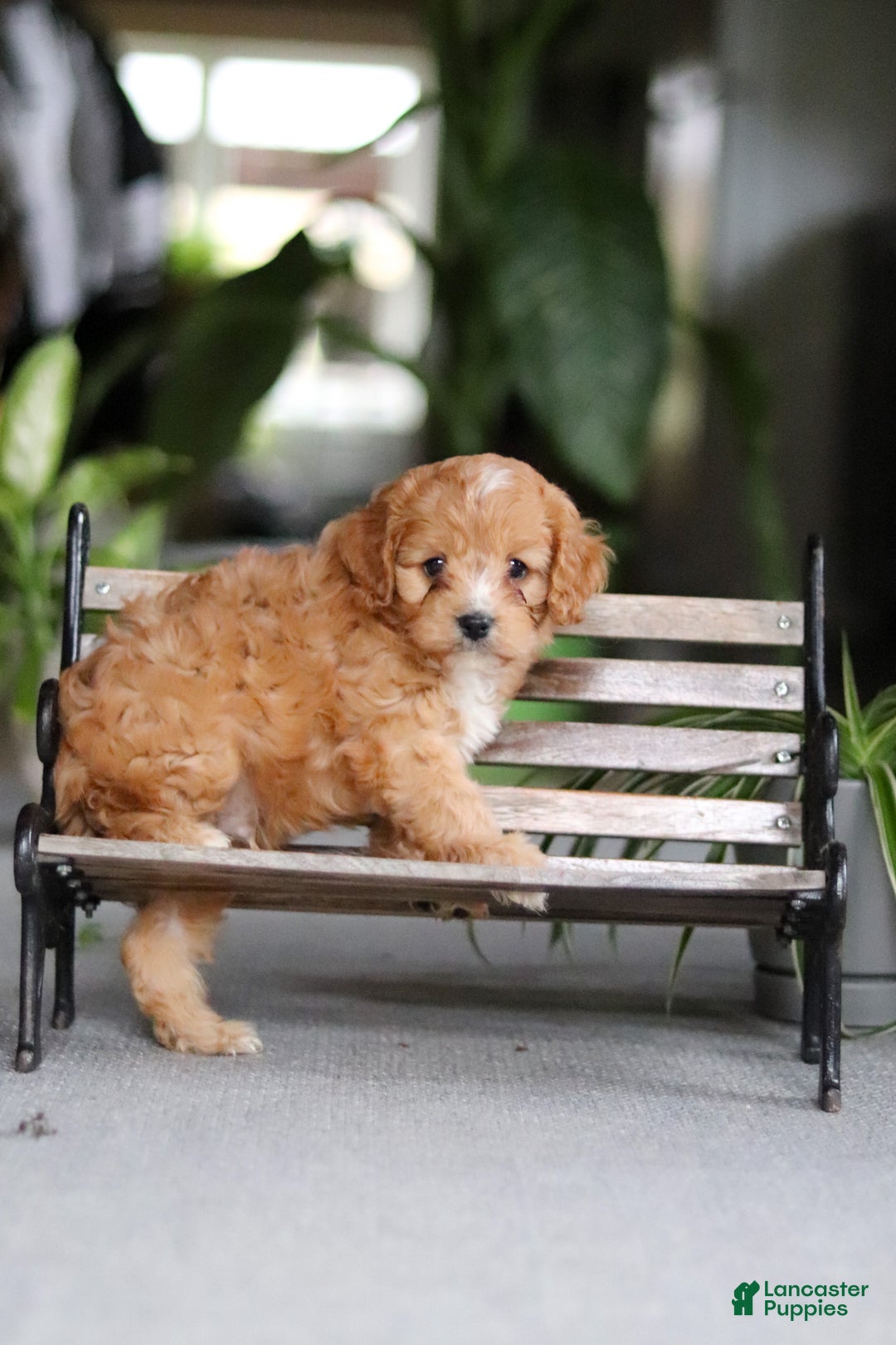Cavapoo dogs for sale: Jasper - Ad 10