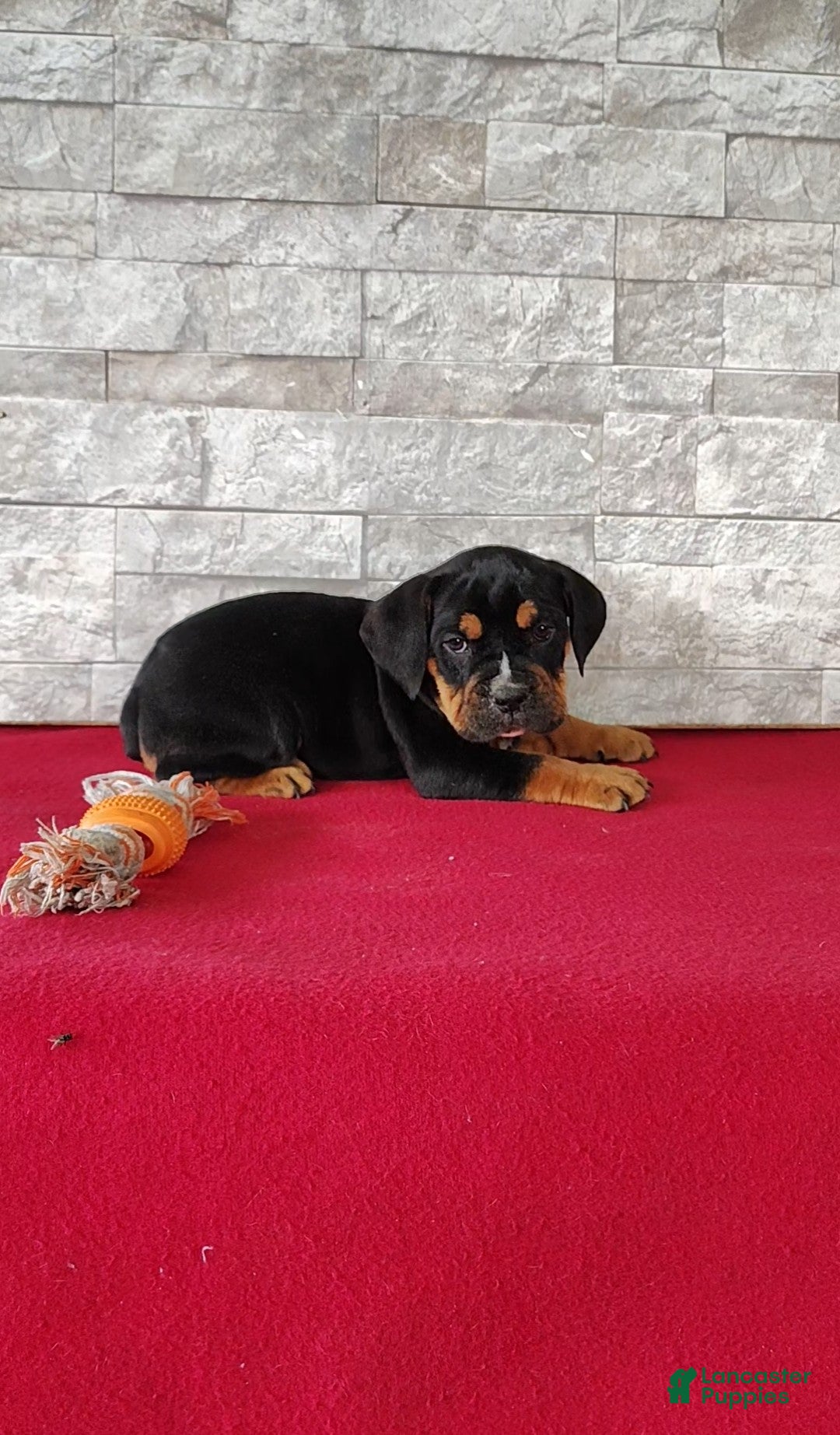 Beabull dogs Russell - Ad 2