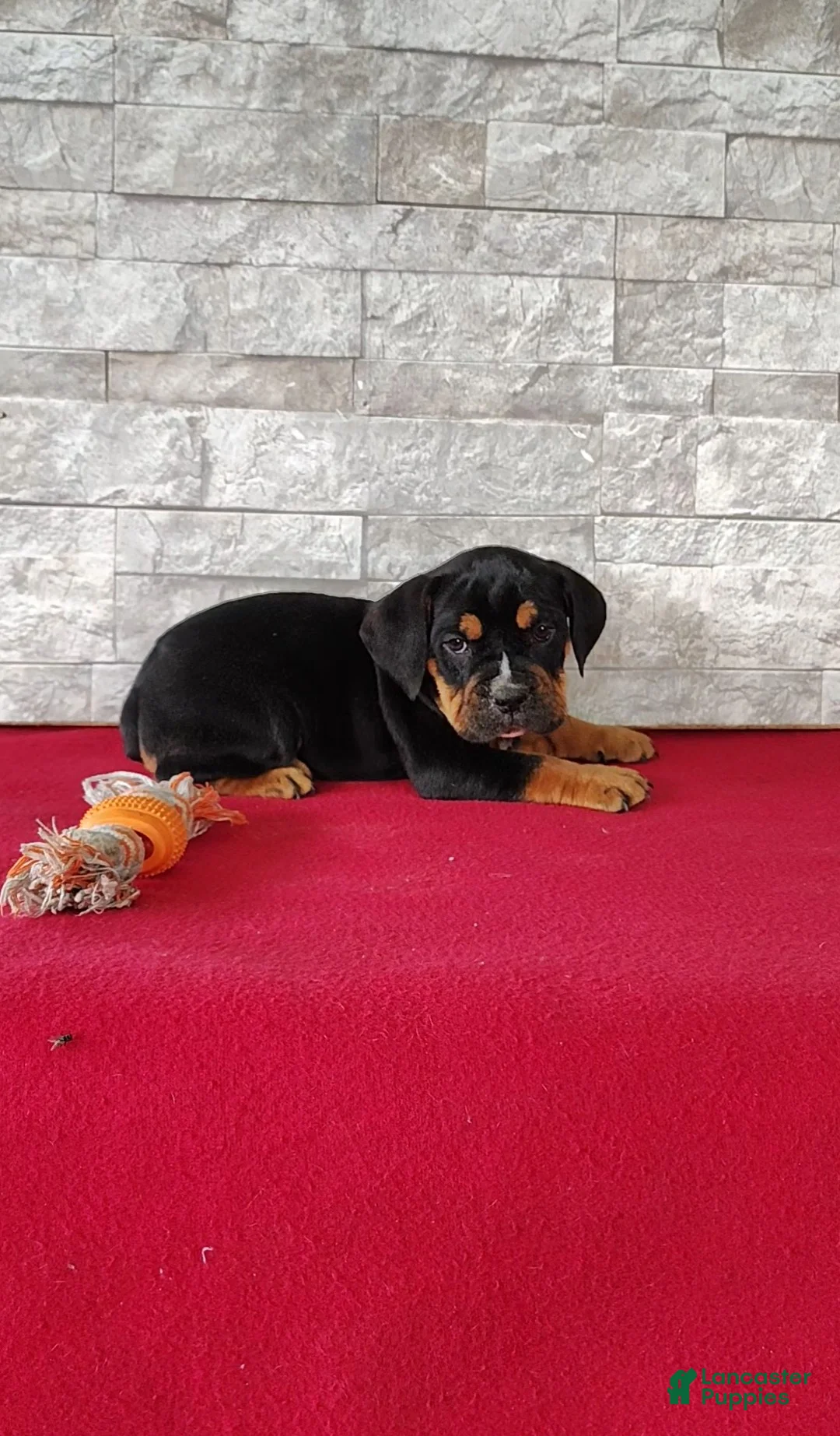 Beabull dogs for sale: Russell - Ad 2