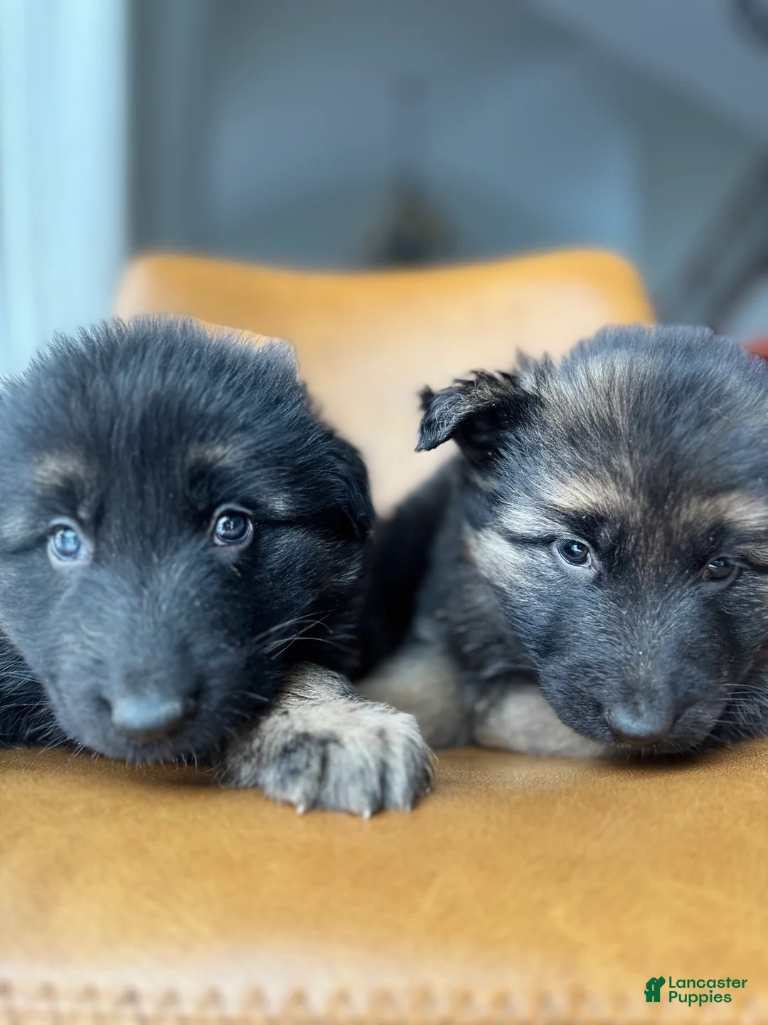 German Shepherd dogs for sale: Zara - Ad 3