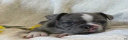 Frenchton dogs for sale: Damon - Ad 11