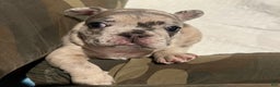 French Bulldog dogs for sale: French Bulldog Puppy 3 - Ad 8