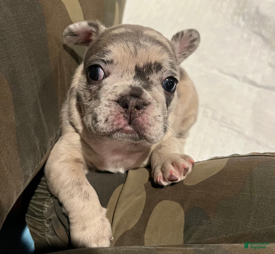 French Bulldog dogs for sale: French Bulldog Puppy 3 - Ad 8