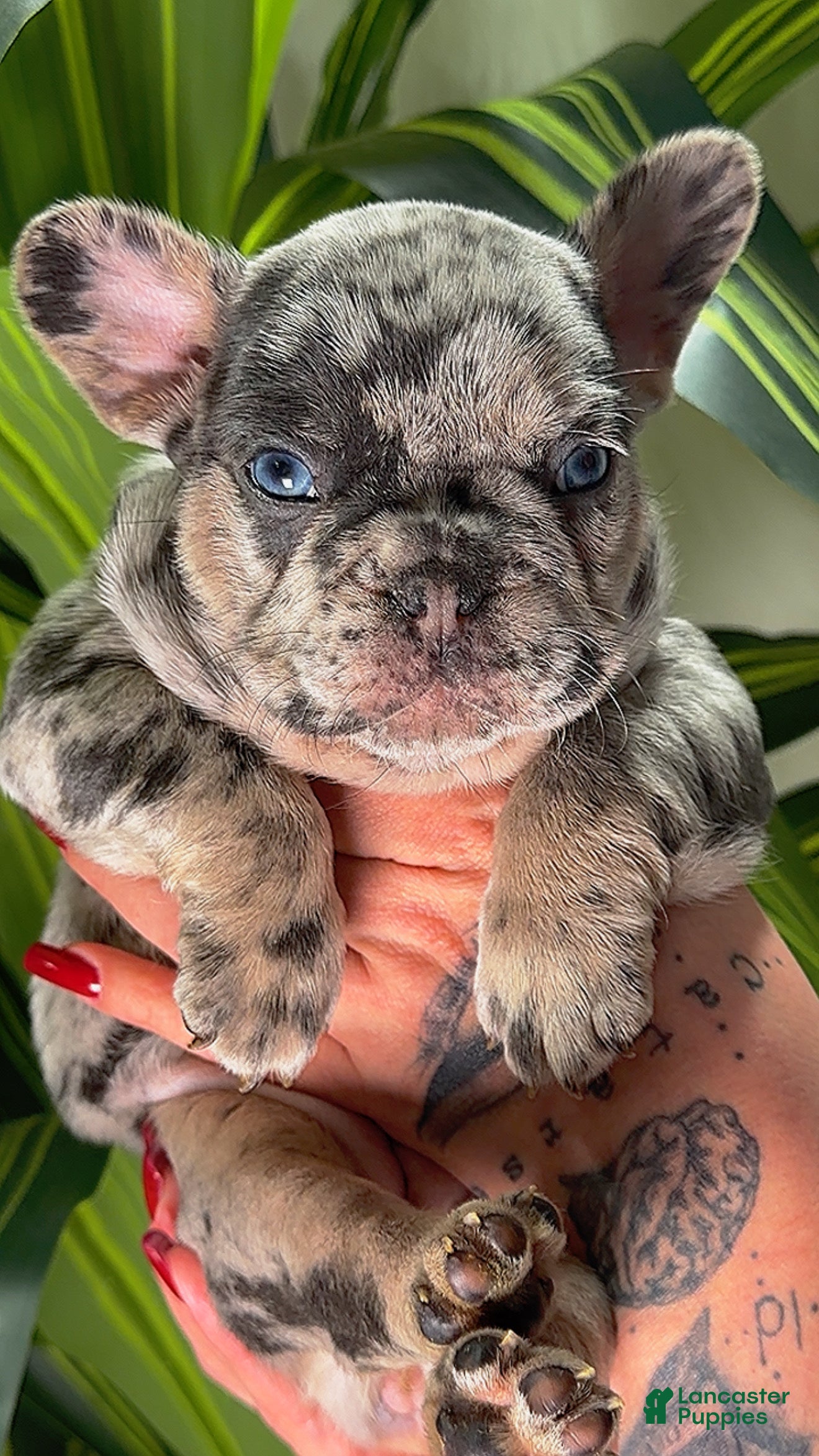 French Bulldog dogs ROSE - Ad 33