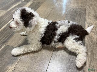 Bernedoodle dogs Ava - Ad 24
