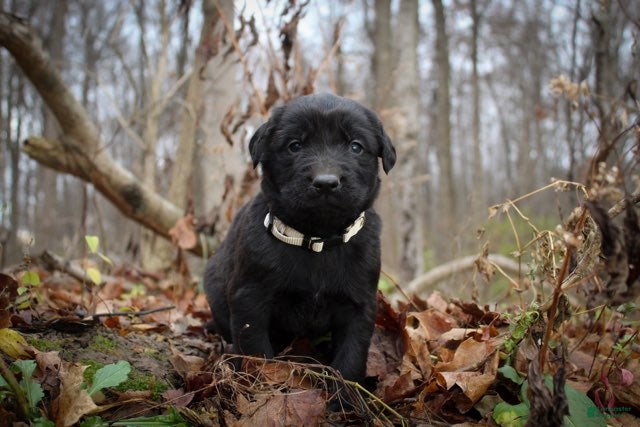 Mixed Breed dogs Tan - Ad 21