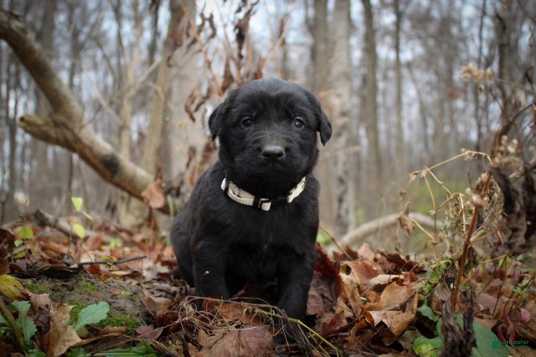 Mixed Breed dogs for sale: Tan - Ad 1