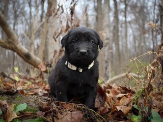 Mixed Breed dogs Tan - Ad 23