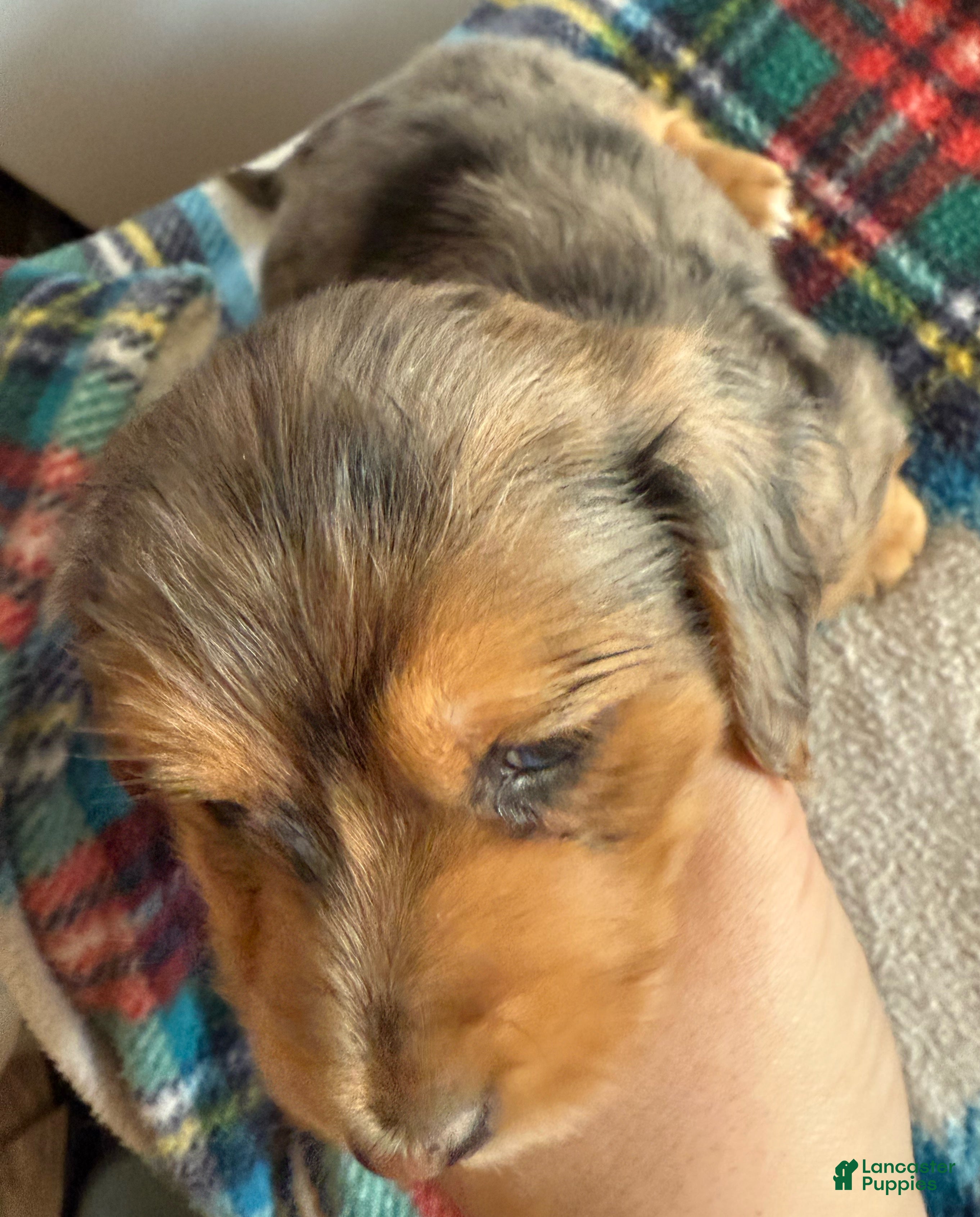 Miniature Dachshund dogs Miniature Dachshund LH Dapple - Ad 3