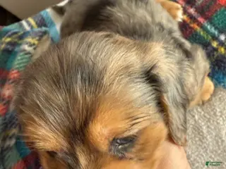 Miniature Dachshund dogs Miniature Dachshund LH Dapple - Ad 2