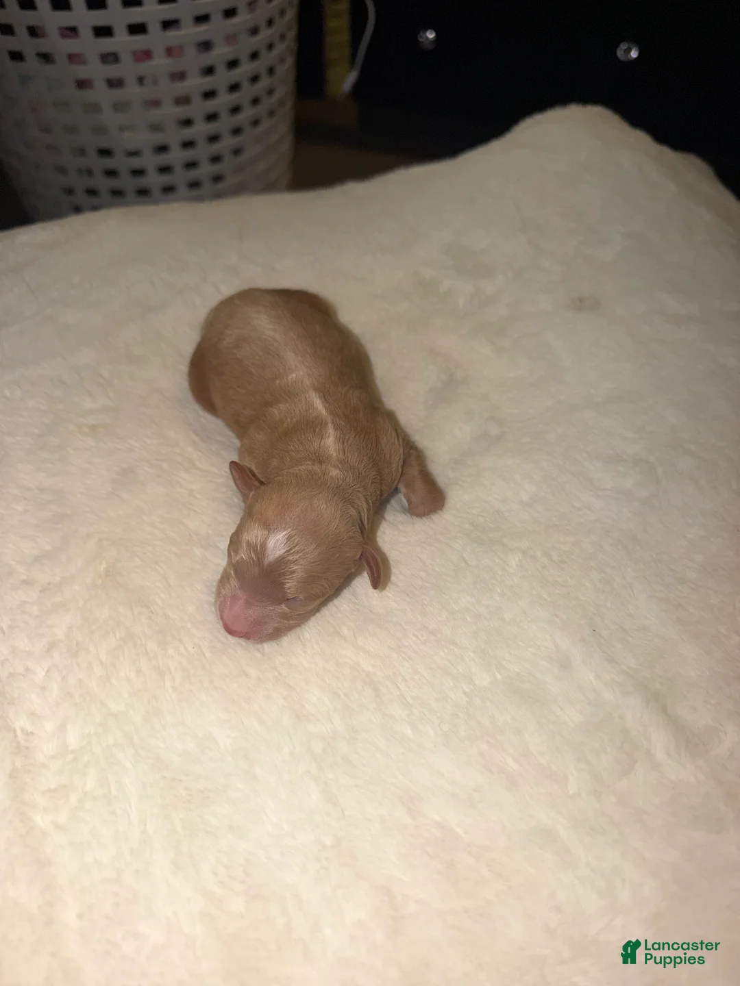 Cockapoo dogs for sale: Cockapoo 5 - Ad 1