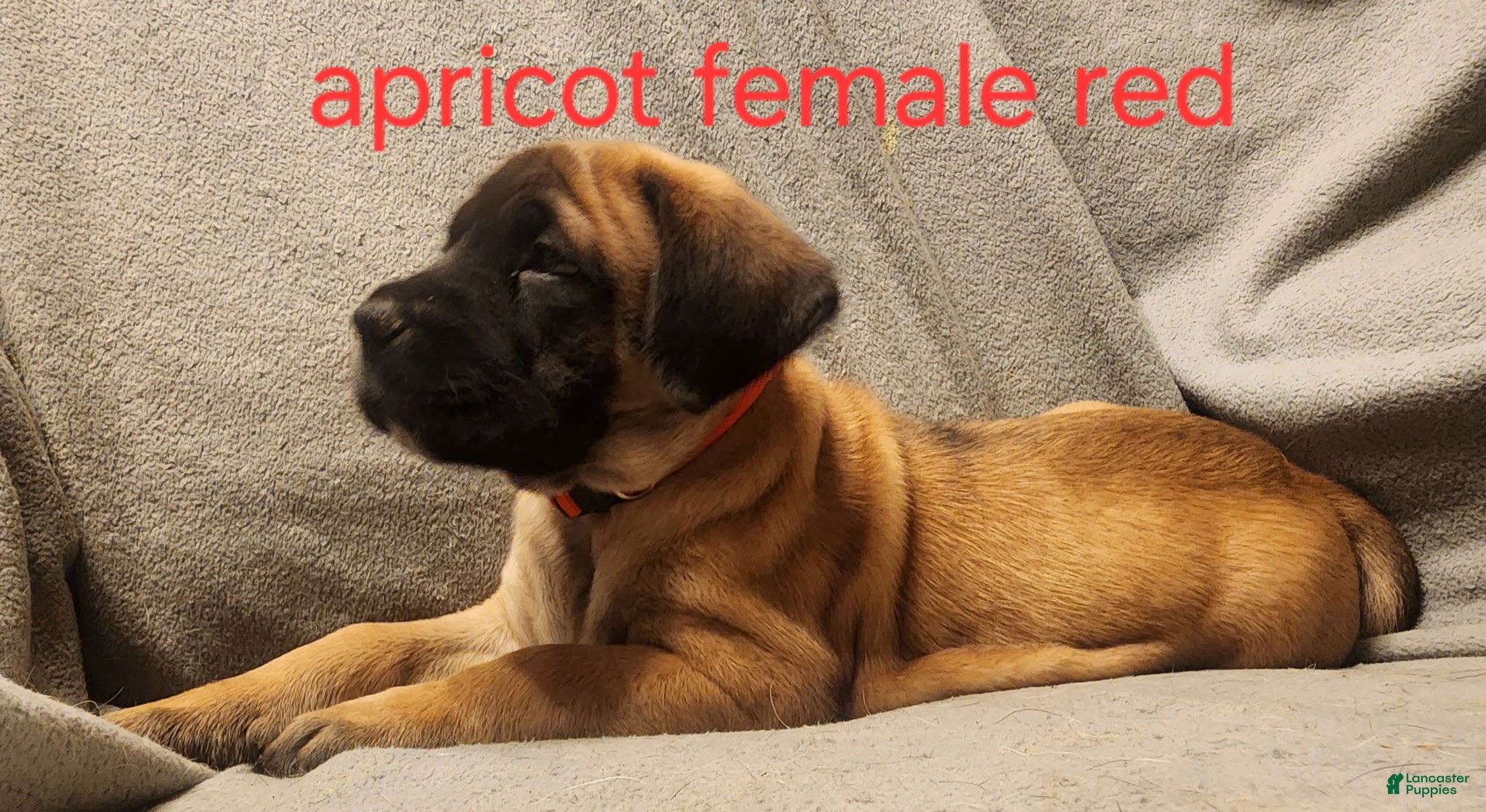 English Mastiff dogs English Mastiff Puppy 3 - Ad 26