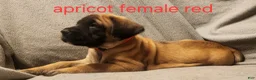 English Mastiff dogs for sale: English Mastiff Puppy 3 - Ad 1