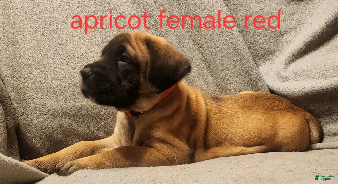 English Mastiff dogs for sale: English Mastiff Puppy 3 - Ad 1