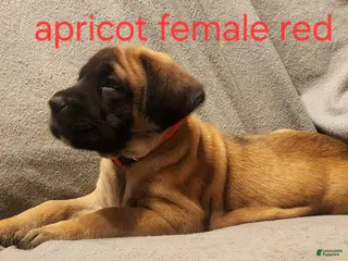 English Mastiff dogs English Mastiff Puppy 3 - Ad 26