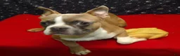 Boston Terrier dogs for sale: Riot - Ad 2