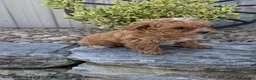Toy Poodle dogs for sale: Prince - Ad 3
