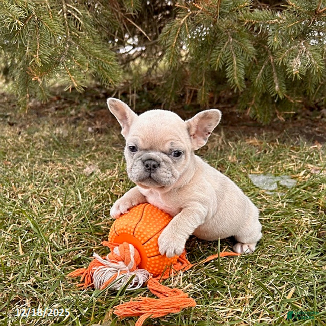 French Bulldog dogs for sale: Fiona - Ad 2