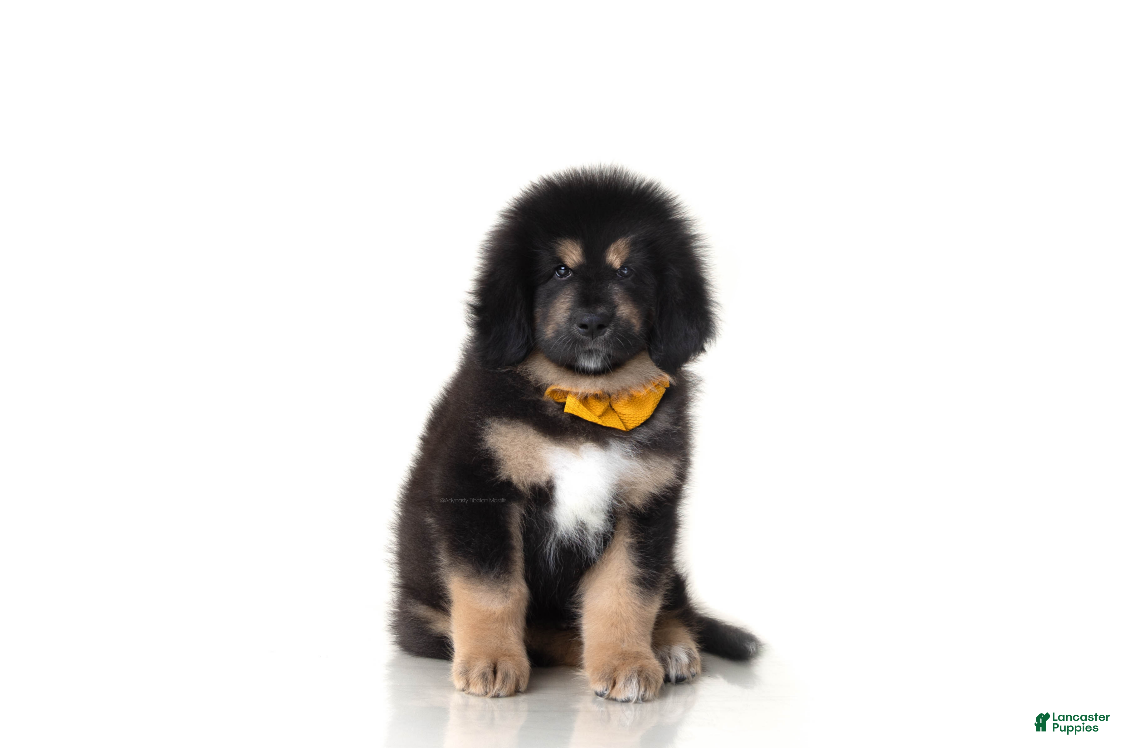 Tibetan Mastiff dogs Tibetan Mastiff Puppy | Orange Boy - Ad 2