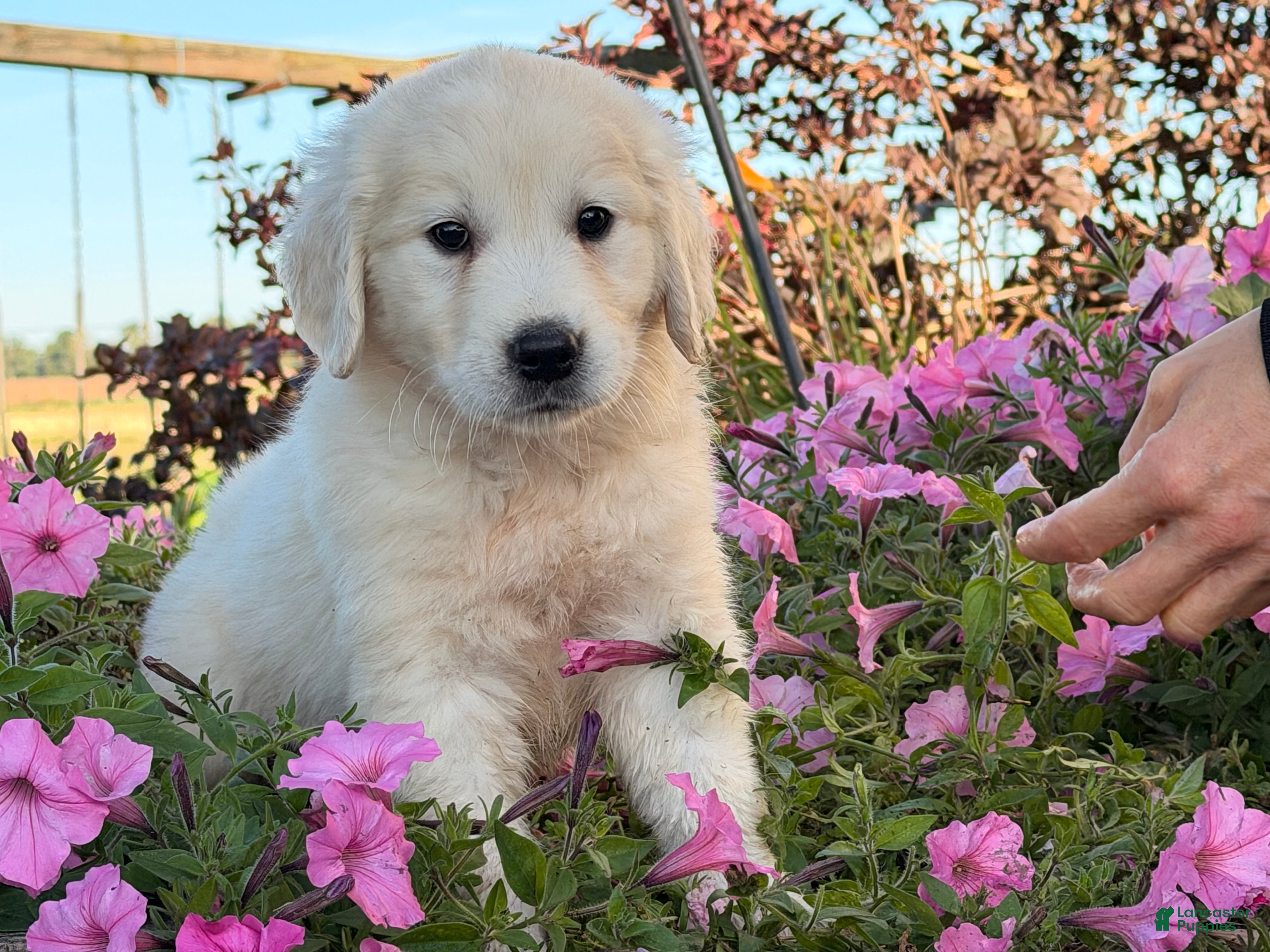 Winston (Golden Retriever, Male) in Fountain City, IN