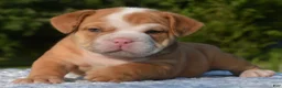 Mixed Breed dogs for sale: Tank hybrid bulldog puppy - Ad 10