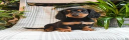 Miniature Dachshund dogs for sale: Cocoa - Ad 3
