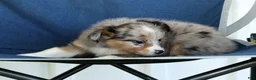 Mixed Breed dogs for sale: Connie - Ad 5