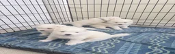 Samoyed dogs for sale: Samoyed Puppy 4 - Ad 3