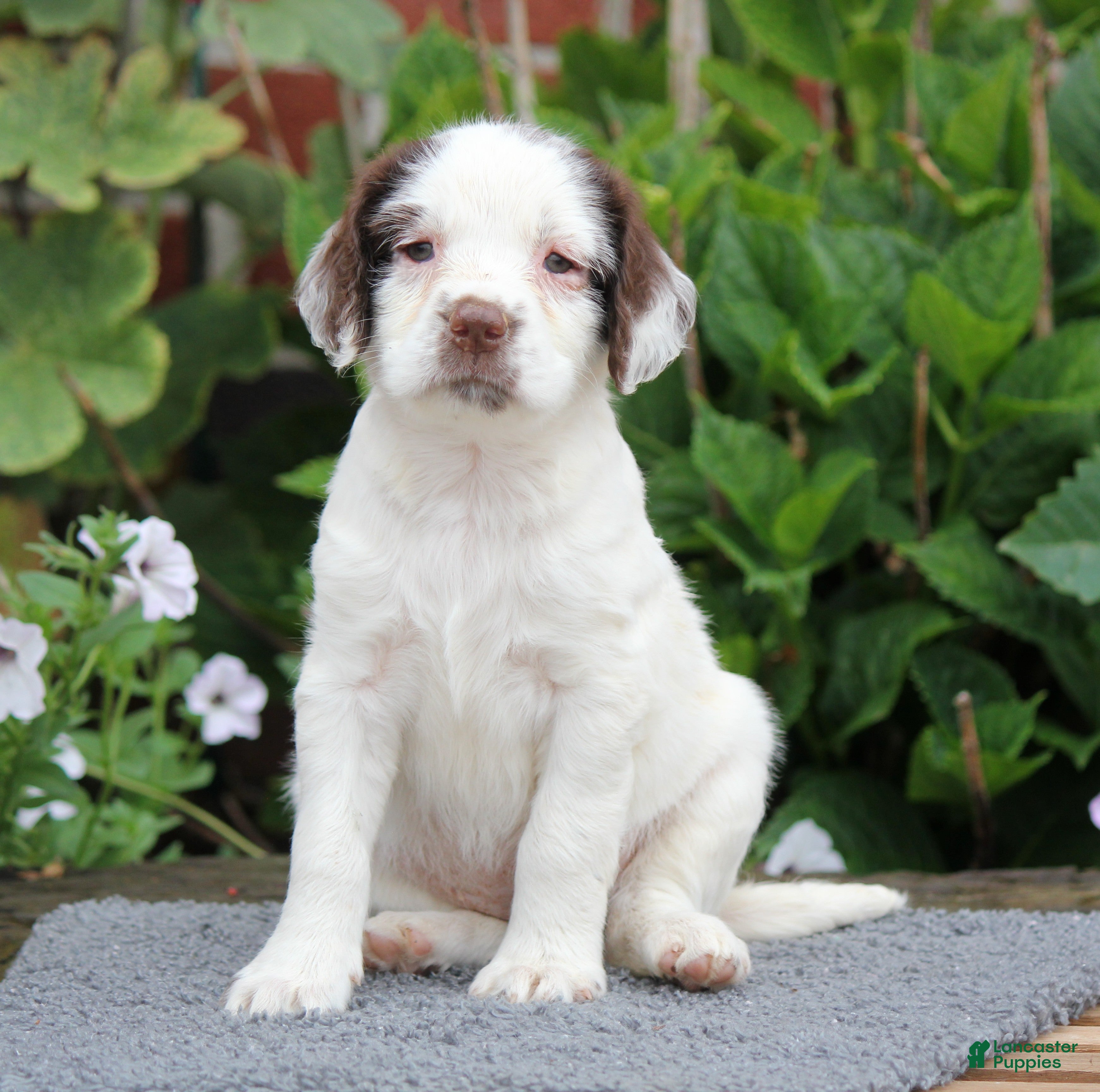 English Springer Spaniel dogs Cuddles - Ad 1