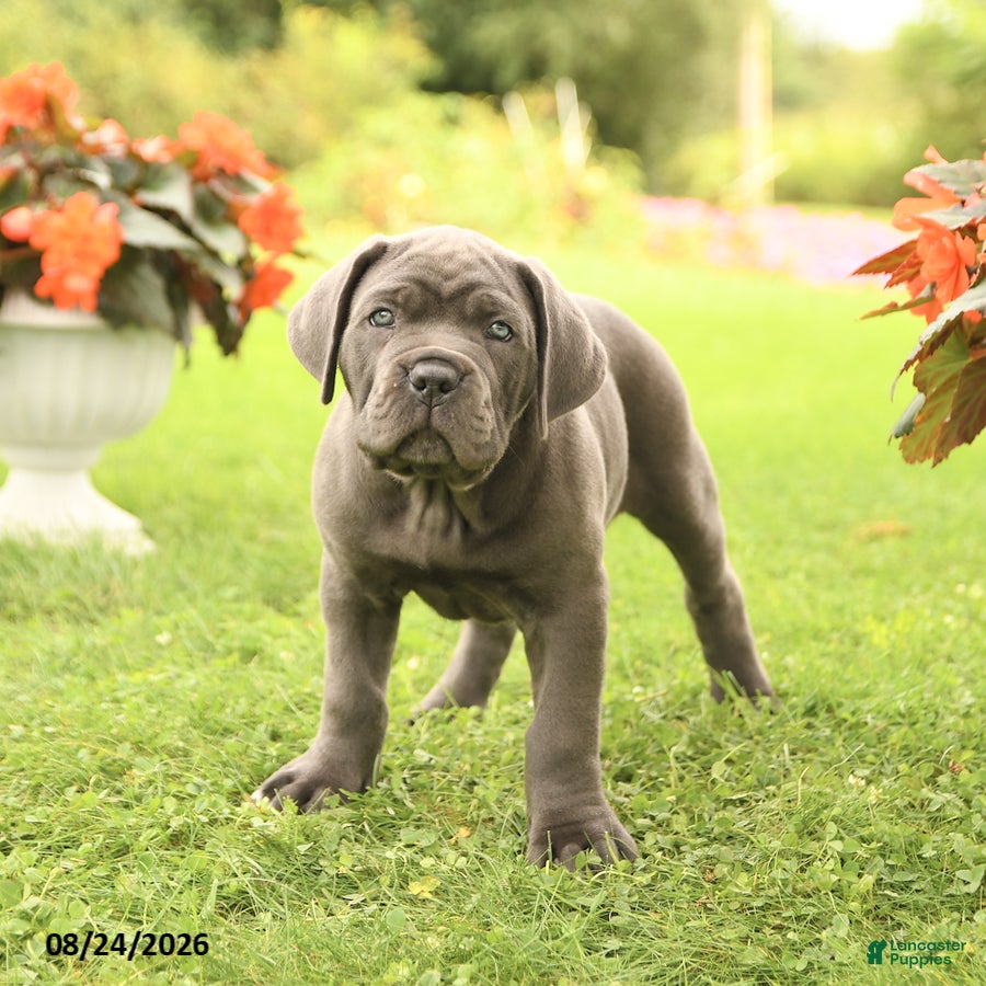 Cane Corso dogs Dallas - Ad 2