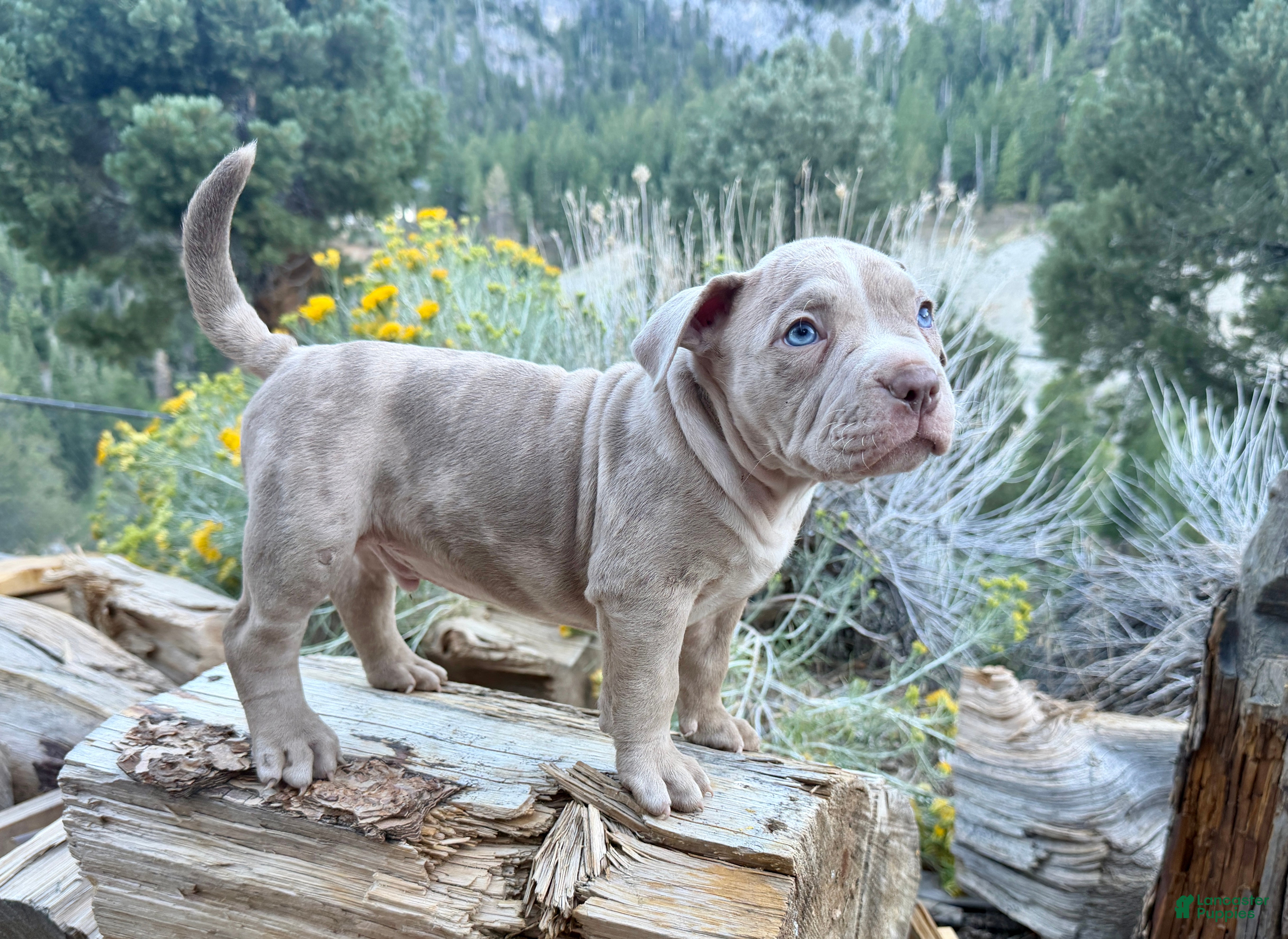 American Bully dogs Leo - Ad 28