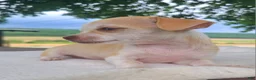 Chihuahua dogs for sale: Heather - Ad 4