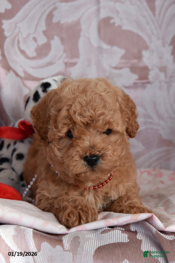 Cockapoo dogs Marcus - Ad 2