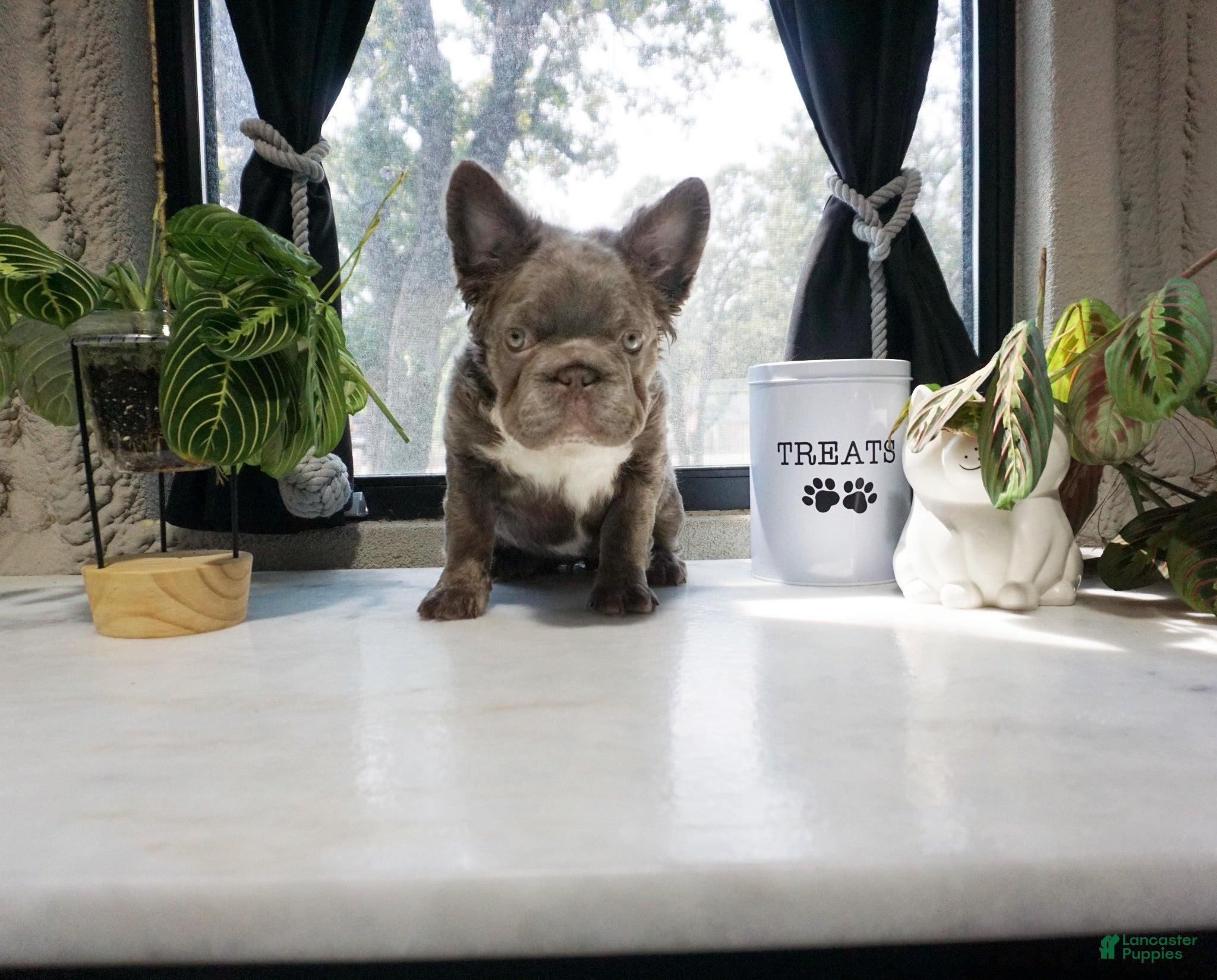 French Bulldog dogs Sophia  - Ad 1